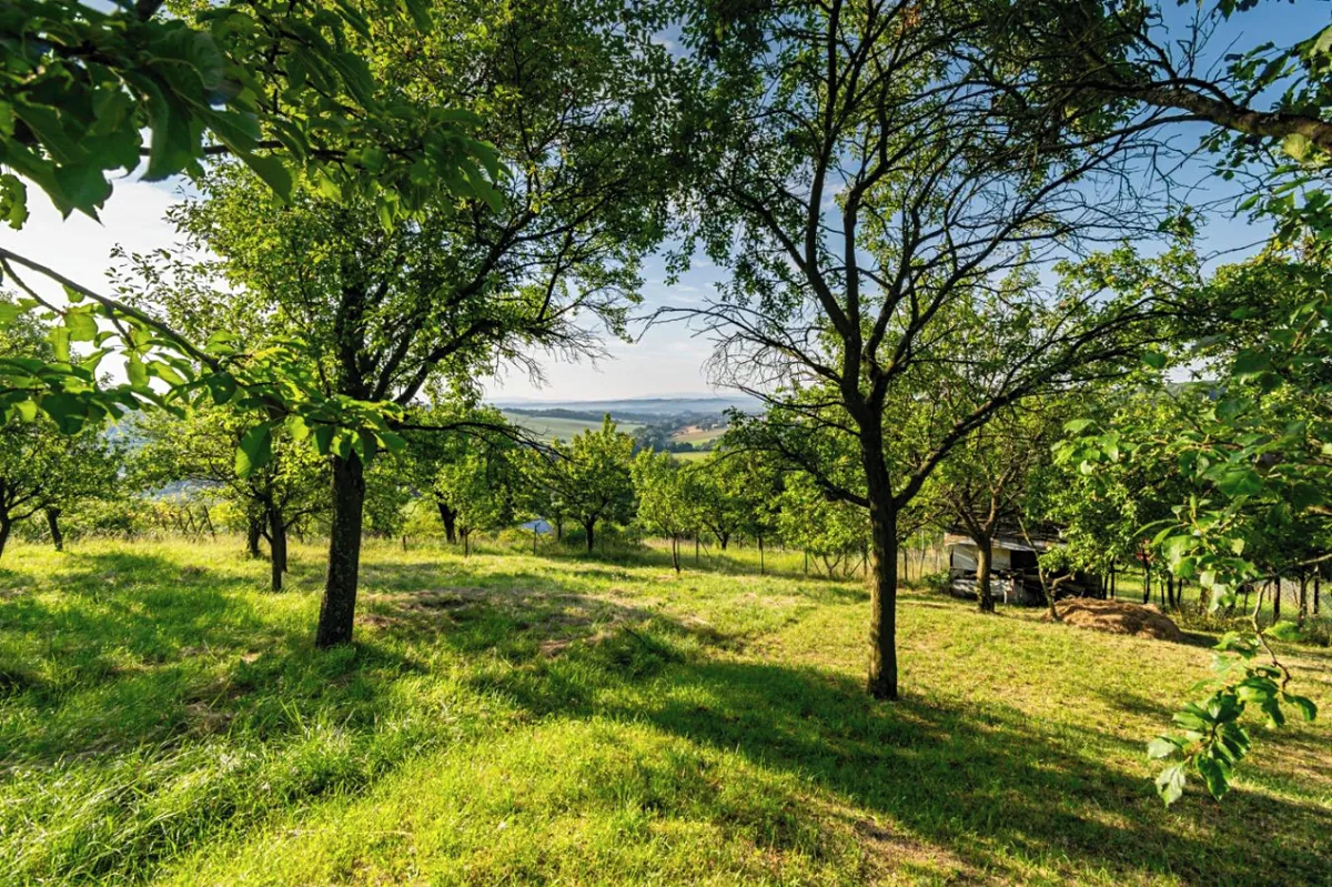 Prodej sadu, vinice 1878 m²